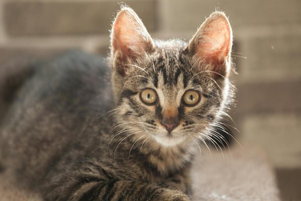 Scopri il Mondo Incredibile dei C